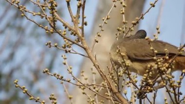 Batı Meksika chachalaca Ficus cotinifolia besleme