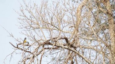 Gösteriş ve uçup trogon citreolus