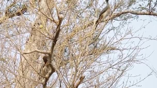 West Mexican Chachalaca Feeding Ficus Cotinifolia — Stock Video