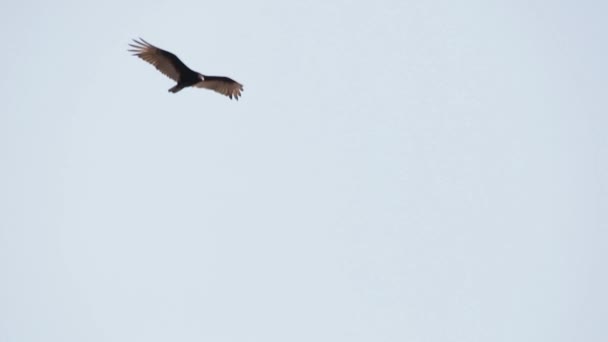 Cathartes aura planant dans le ciel mexicain, oiseau de proie 