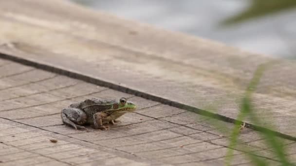 Grande grenouille verte sautant loin d'un radeau en bois 