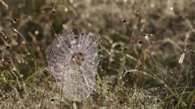 Örümcek küre sabah sisinde dans ediyor