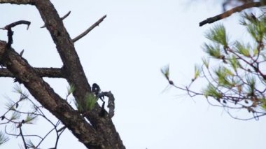 Ağaçkakan (Melanerpes formicivorus) bir ağaca bakıyor
