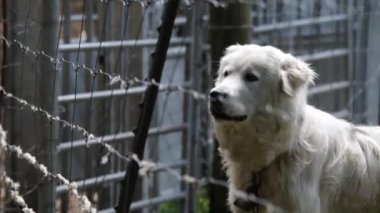 Büyük Pireneler köpeği bütün köpekler gibi aptal gibi havlıyor.