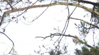 Ağaçkakan (Melanerpes formicivorus) bir ağaca bakıyor