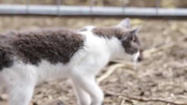 Muhteşem kahverengi ve beyaz kedi çiftlikte yürüyor