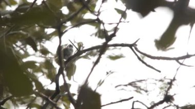 Sinekkuşu yavrusu ve annesi hayatı öğreniyor.