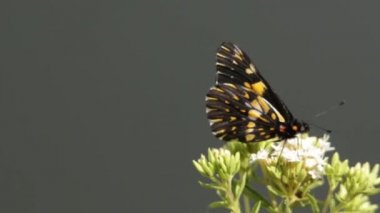Meksika siyah ve sarı kelebeği çiçekleri ziyaret ediyor