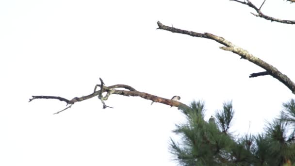 Pájaro Carpintero Maíz Melanerpes Formicivorus Mirando Árbol — Vídeos de Stock