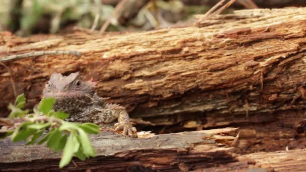 Meksykański Płaskowyż Rogaty Jaszczurka Wygląda Bardzo Komfortowo — Wideo stockowe
