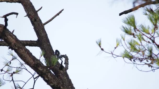 Pájaro Carpintero Maíz Melanerpes Formicivorus Mirando Árbol — Vídeo de stock
