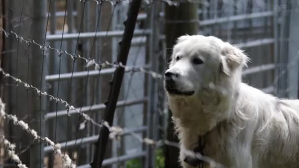 Great Pyrenees Anjing Menggonggong Bodoh Seperti Semua Anjing Lakukan — Stok Video