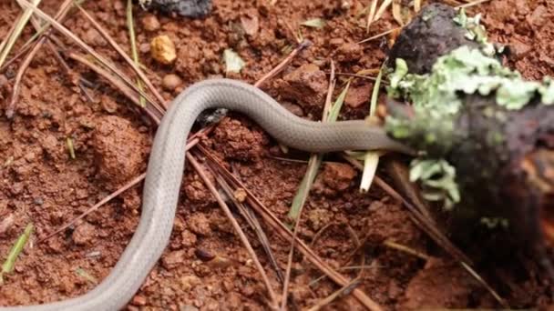 Lined Tolucan Ground Snake Explorando Suelo Húmedo Del Bosque — Vídeo de stock