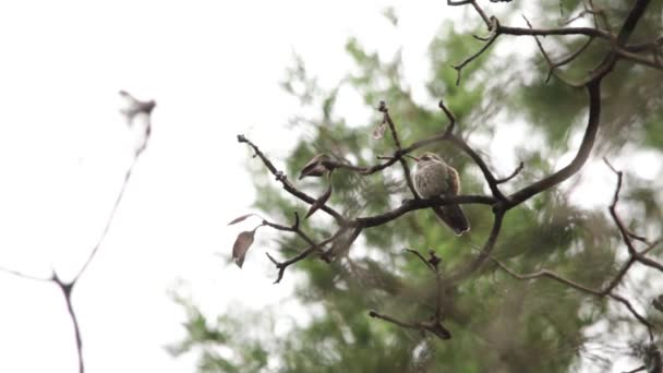 Colibrí Incipiente Madre Aprendiendo Vida — Vídeos de Stock