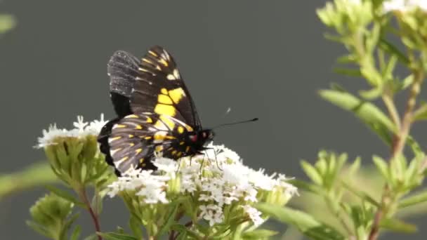 Farfalla Messicana Nera Gialla Visita Fiori — Video Stock