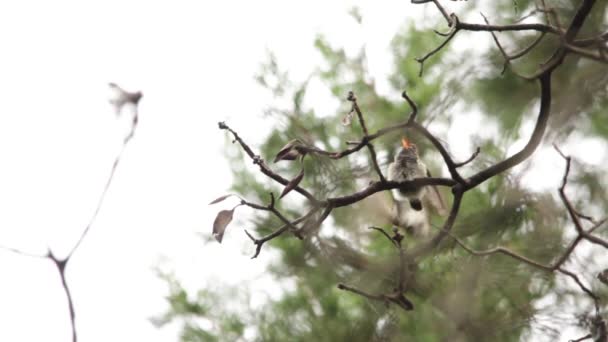 Sinekkuşu Yavrusu Annesi Hayatı Öğreniyor — Stok video