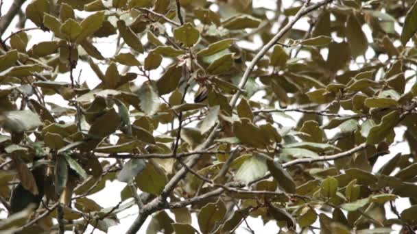 Colibrì Neonata Sua Madre Che Impara Vita — Video Stock