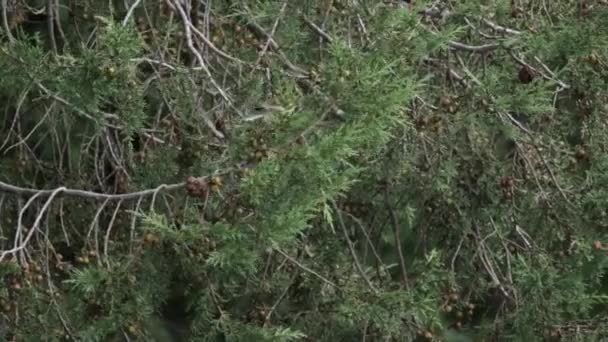 Townsend Warbler Hoping Branch Branch — Stock Video