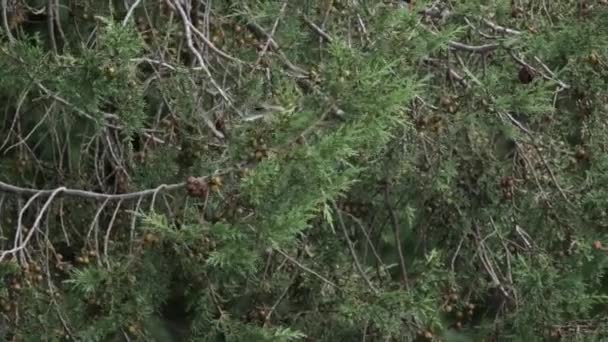 Paruline Townsend Espérant Une Branche Autre — Video