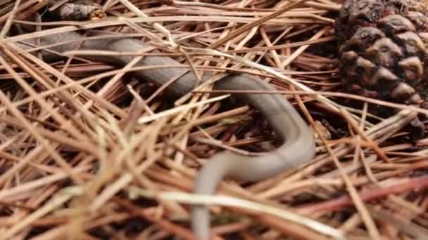 Forrado Tolucan Ground Snake Explorando Solo Molhado Floresta — Vídeo de Stock