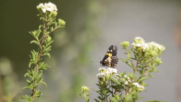 墨西哥黑色和黄色蝴蝶在花丛中穿梭 — 图库视频影像