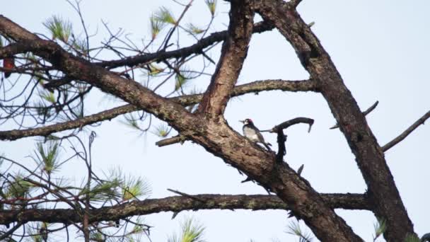Acorn Woodpecker Melanerpes Formicivorus Watching Out Tree — Stock Video