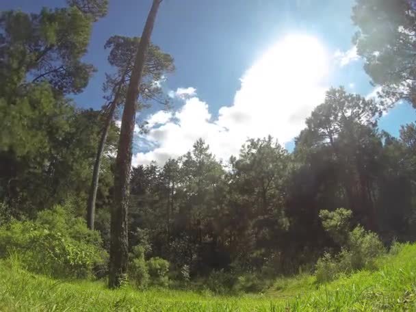 Lapso Tempo Paisagem Nublada Vista Chão Floresta — Vídeo de Stock