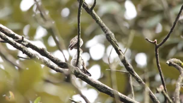 Hummingbird Fledgling Her Mother Learning Life — Stock Video