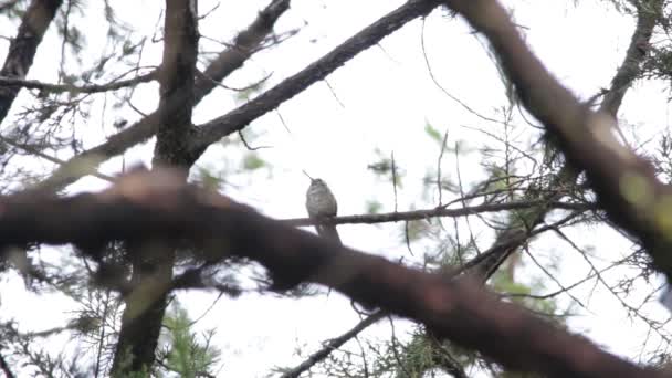 Koliber Fledgling Jej Matka Uczy Się Życia — Wideo stockowe