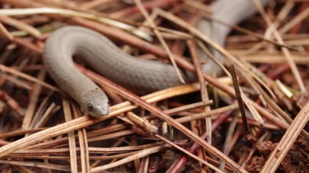 Forrado Tolucan Ground Snake Explorando Solo Molhado Floresta — Vídeo de Stock