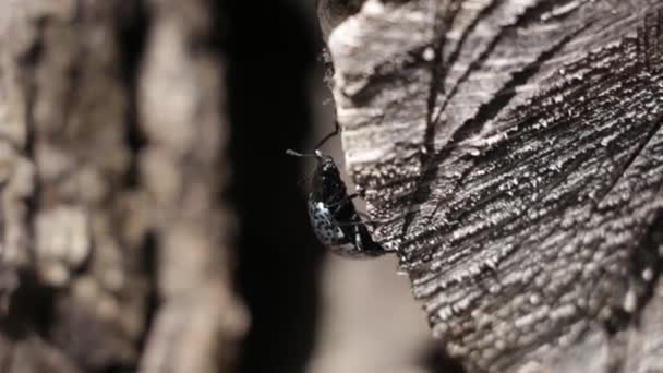 Chrysomeliden Käfer Halten Sich Einem Ast Fest — Stockvideo