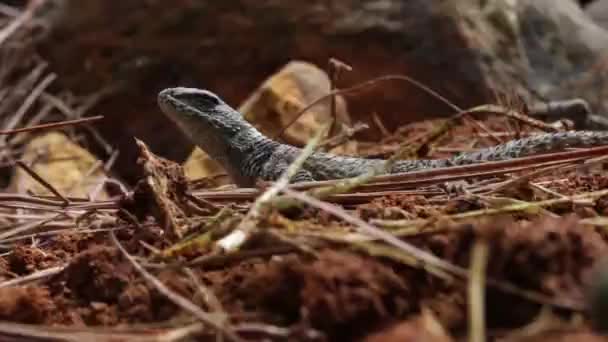 Спінітські Ящірки Мексики Scelopous Mucronatus Torquatus — стокове відео