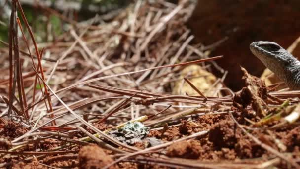 Ryggradslösa Ödlor Mexico Sceloporus Mucronatus Torquatus — Stockvideo