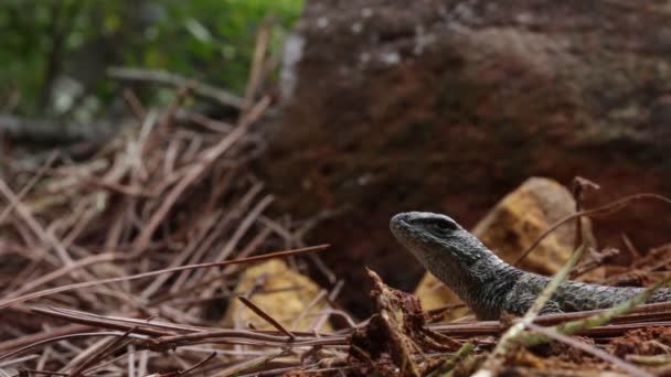 Lézards épineux du Mexique Sceloporus mucronatus o S. torquatus 