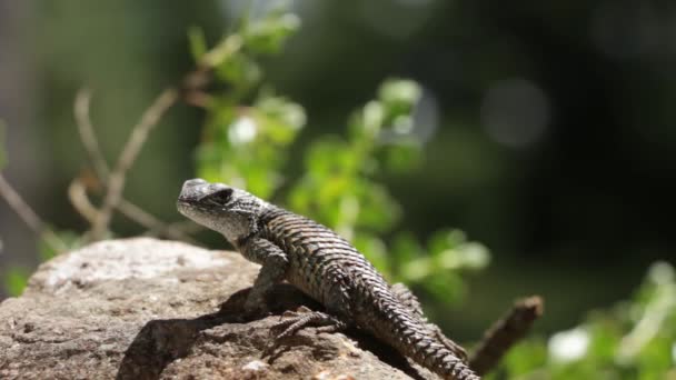 Mexikói Tüskés Gyíkok Sceloporus Mucronatus Torquatus — Stock videók