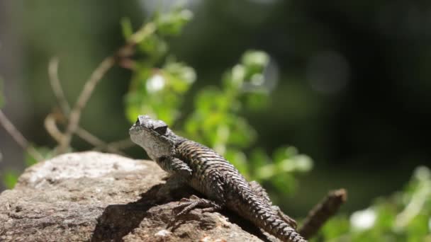 Mexikói Tüskés Gyíkok Sceloporus Mucronatus Torquatus — Stock videók