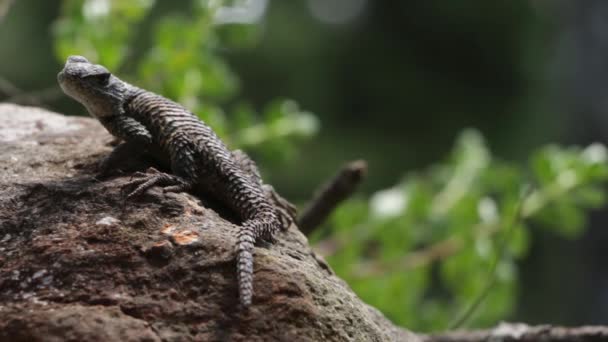 Meksika Sceloporus Mucronatus Torquatus Dikenli Kertenkeleleri — Stok video