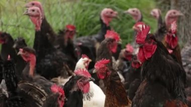 Meksika kırsalından serbest beslenen tavuk.