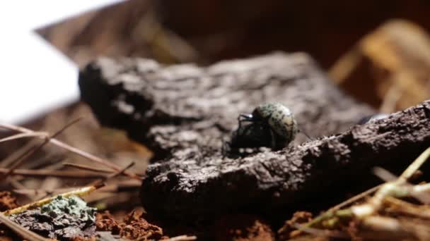 Besouros Crissomelídeos Que Copulam Chão Floresta — Vídeo de Stock