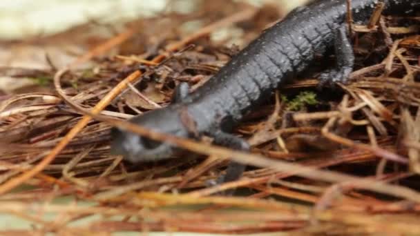 Aquiloeurycea Cephalica Little Endemic Salamander Mexico — Stock Video