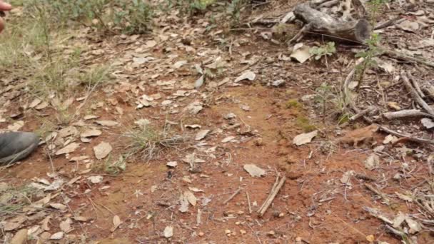 Biólogo Liberando Par Lagartos Con Cuernos Campo — Vídeo de stock