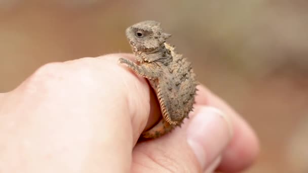 生物学家处理一只长角的小蜥蜴 — 图库视频影像