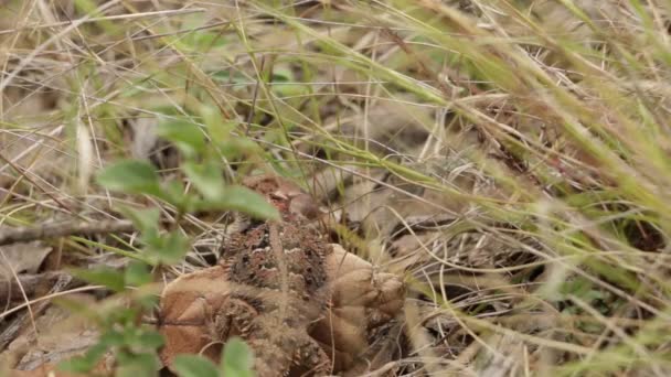 メキシコ高原の角トカゲ Phrynosoma Orbiculare — ストック動画