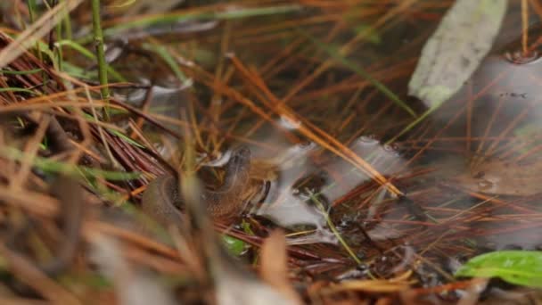 长尾高山花环蛇在池塘边等着 — 图库视频影像