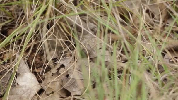 Petit lézard cornu marchant dans les feuilles mortes 