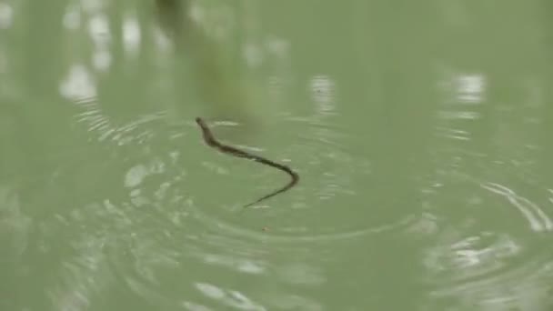 Longtail Alpina Liguero Serpiente Nadando Frenéticamente — Vídeo de stock