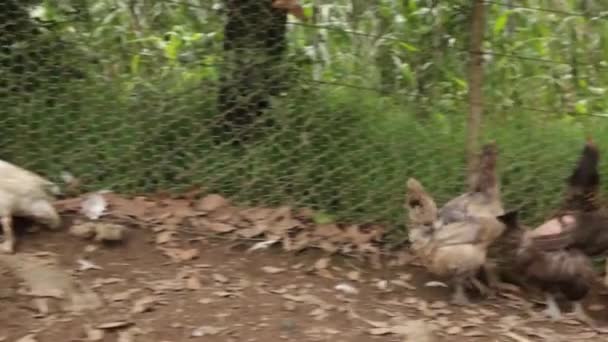 Poulet élevé en liberté en provenance du Mexique rural 