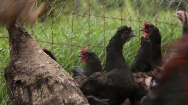 地方メキシコからの無料の範囲の飼育鶏 — ストック動画