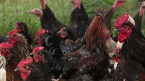 Ελεύθερης Βοσκής Εκτρέφονται Κοτόπουλο Από Αγροτικό Μεξικό — Αρχείο Βίντεο