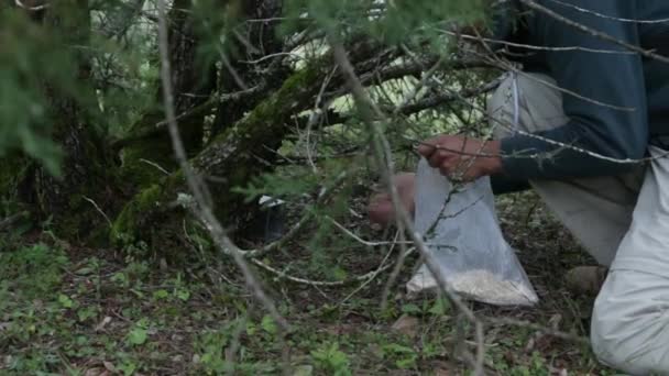 Biolog Som Förbereder Sherman Fälla För Levande Provtagning Gnagare — Stockvideo